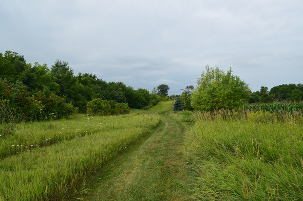A mowed path through a green area where Sandy Koehring converted a portion of her 120-acre century farm into a mix of trees and shrubs through the Conservation Reserve Program. 